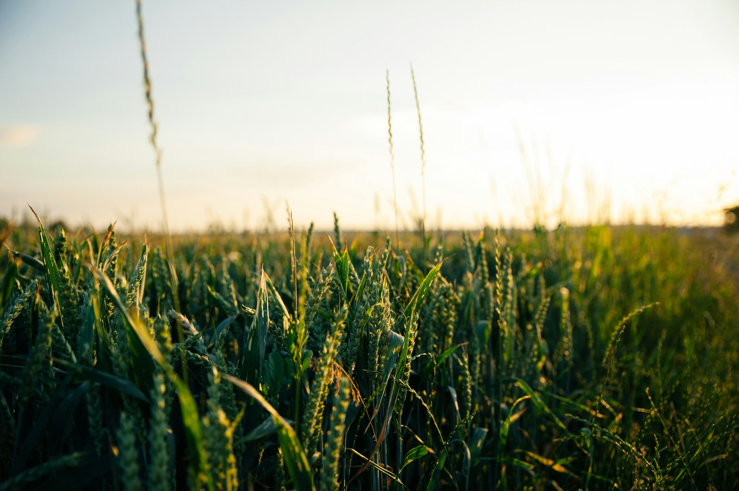 AllGro® Compost: Supporting Soil Health During International Compost Week