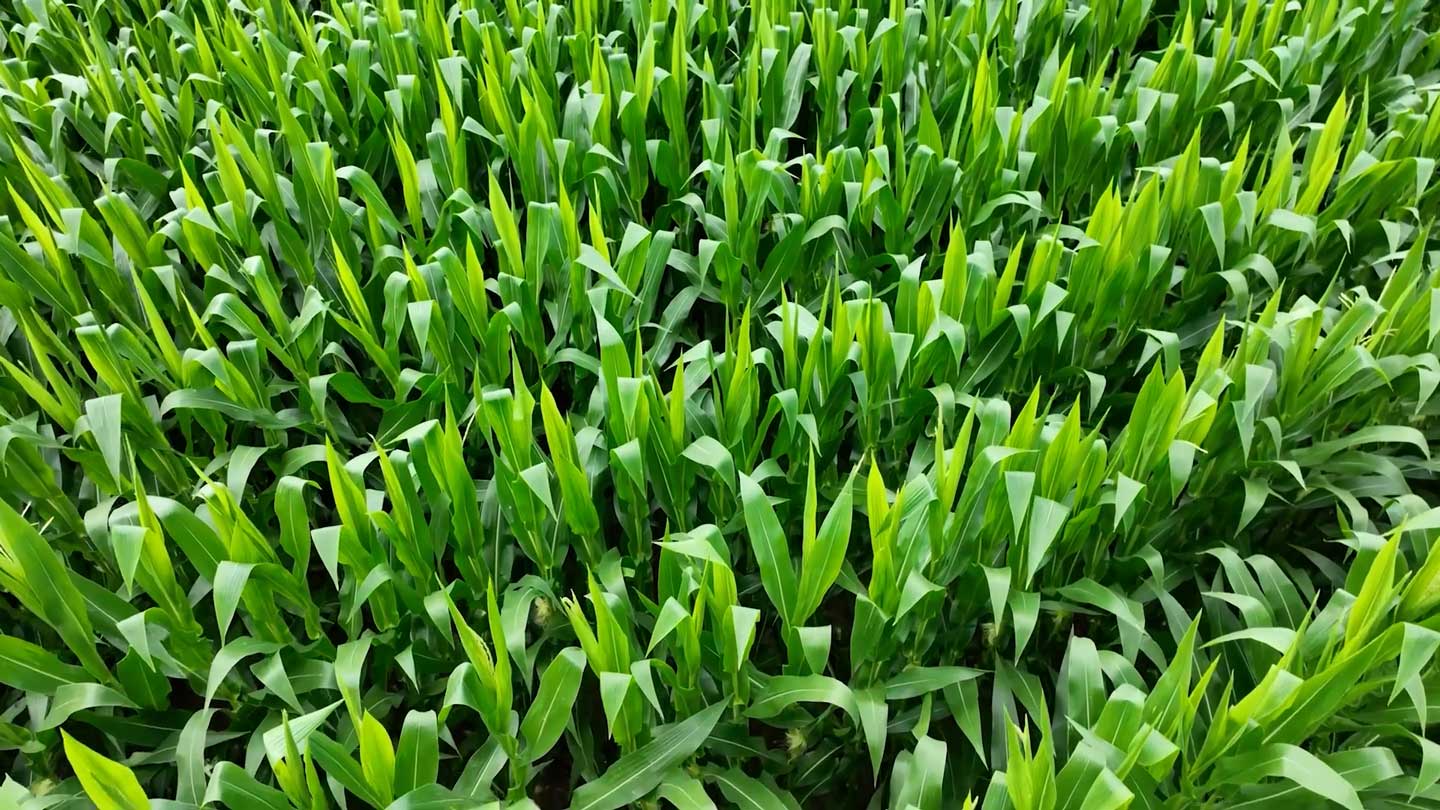 Crops