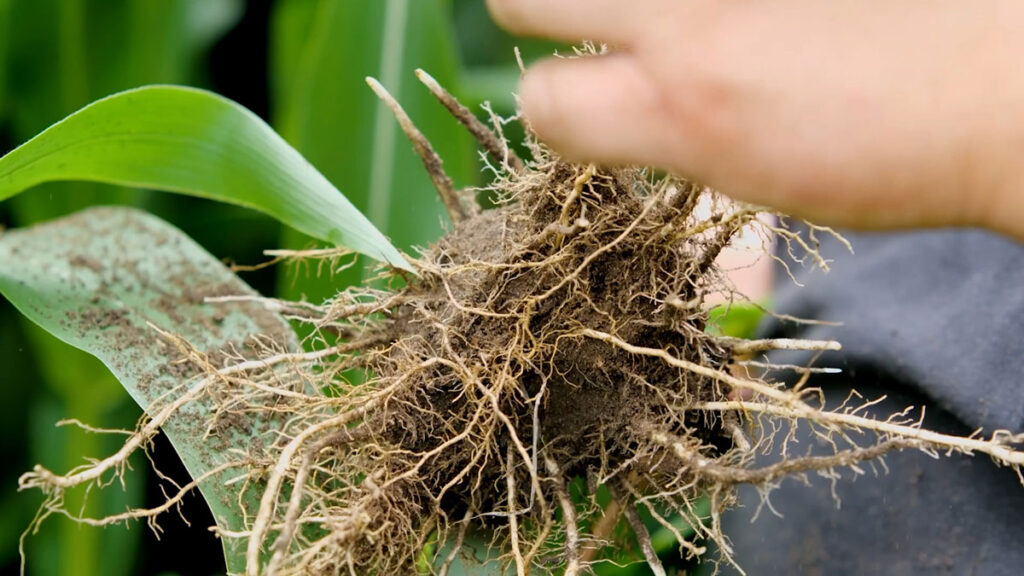 Sustaining Generations of Farming with Greener World™