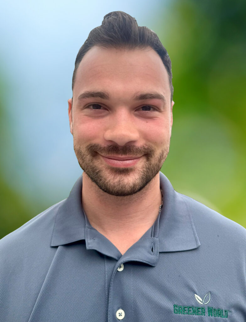 Green corn field with corn cobs close up.