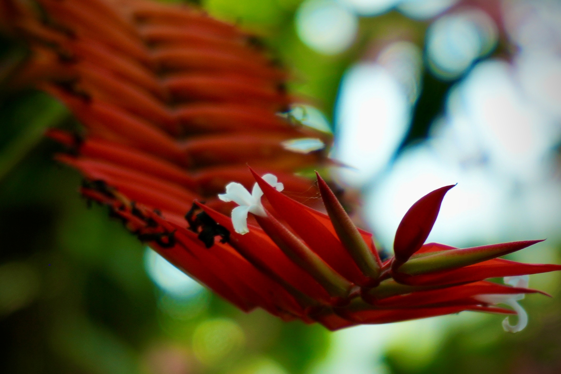 Growing Locally on the Windward Side of Hawai’i